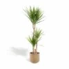 Dracaena Et Son Cache-pot - H120cm, ø21cm - Très Grande Plante D'intérieur 2 Dracaena Et Son Cache-pot - H120cm, ø21cm - Très Grande Plante D'intérieur -Terre et Verdure 608398e485c6a8d2