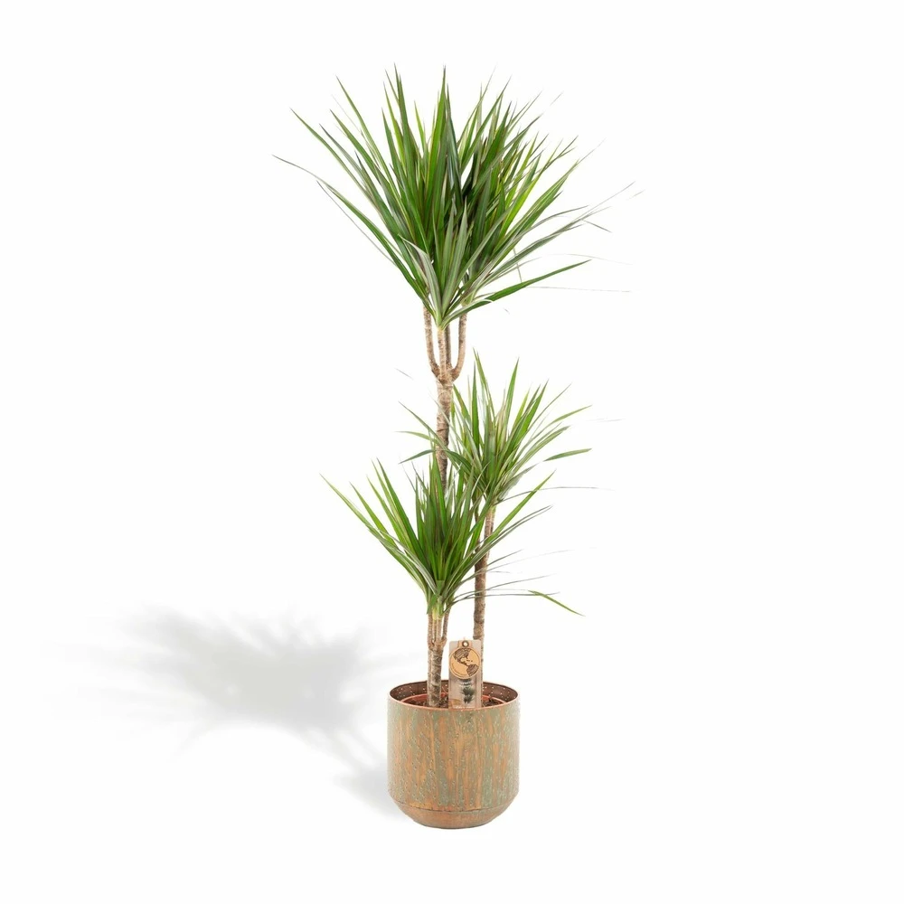 Dracaena Et Son Cache-pot - H120cm, ø21cm - Très Grande Plante D'intérieur 3 Dracaena Et Son Cache-pot - H120cm, ø21cm - Très Grande Plante D'intérieur