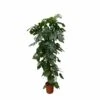 Monstera Deliciosa Xxl - H225cm, ø35cm - Très Grande Plante D'intérieur -Terre et Verdure 60c02073b8d7f7c4