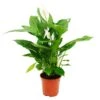 Spathiphyllum "cupido", Feuille Simple - Pot De 17cm 1 Spathiphyllum "cupido", Feuille Simple - Pot De 17cm -Terre et Verdure 60c746f5a6067be4