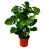 Monstera Deliciosa - Feuille De Fenêtre - Pot De 21cm - Hauteur Env. 50-60cm -Terre et Verdure 616992d25bbb849c
