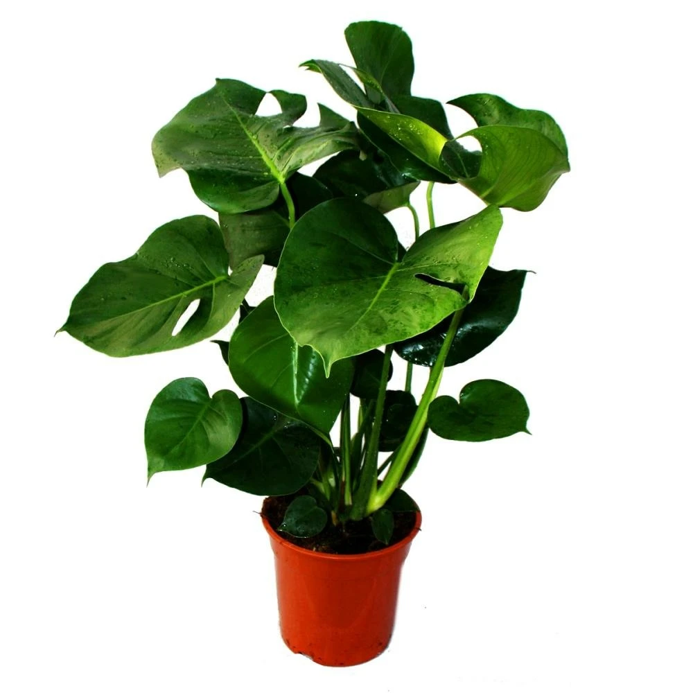 Monstera Deliciosa - Feuille De Fenêtre - Pot De 21cm - Hauteur Env. 50-60cm 3 Monstera Deliciosa - Feuille De Fenêtre - Pot De 21cm - Hauteur Env. 50-60cm