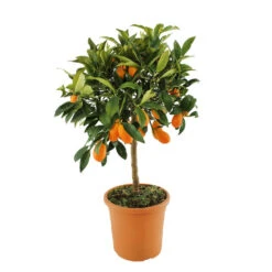 Kumquat : H.40/60 Cm - Pot De 5 Litres -Terre et Verdure 619976 003