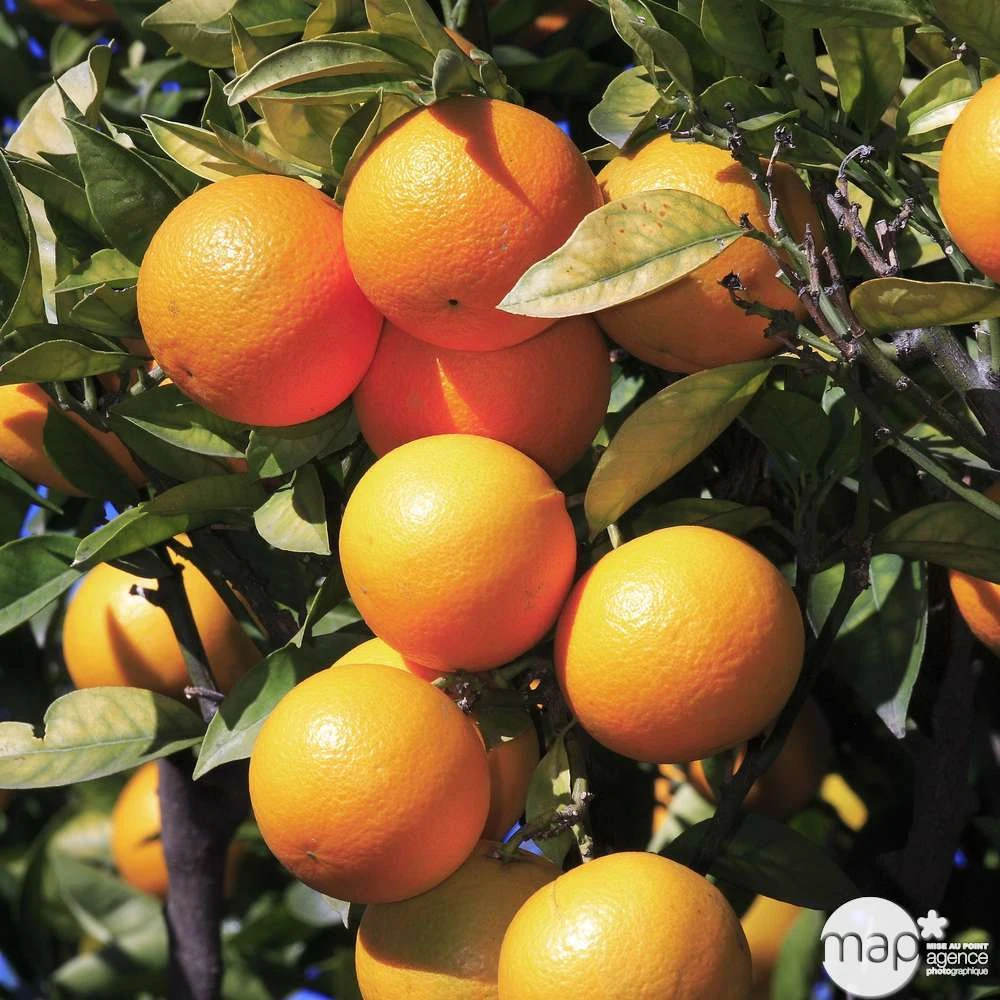 Oranger : C5L, H40/60 PC 3 Oranger : C5L, H40/60 PC