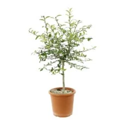 Citron Caviar : Fruits Rose C5L 6 Citron Caviar : Fruits Rose C5L -Terre et Verdure 619981 002