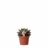 Echeveria Purpusorum - H9cm, ø6cm - Plante D'intérieur -Terre et Verdure 61abcf3b4f7cb40d