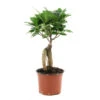 Ficus Ginseng : D.12, H.20/30cm 2 Ficus Ginseng : D.12, H.20/30cm -Terre et Verdure 624208 001