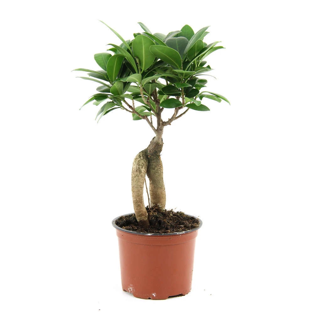 Ficus Ginseng : D.12, H.20/30cm 3 Ficus Ginseng : D.12, H.20/30cm