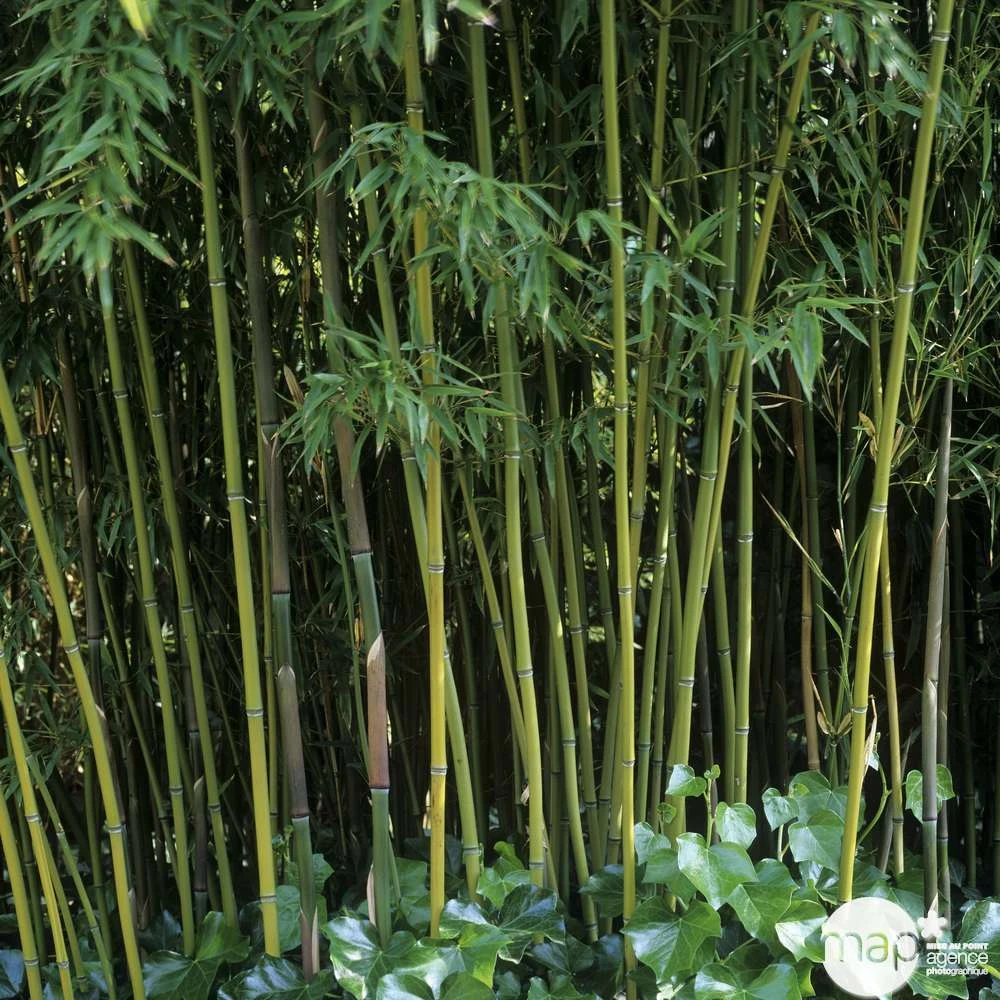 Bambou Moyen Phyllostachys Humilis: Pot De 3 Litres 4 Bambou Moyen Phyllostachys Humilis: Pot De 3 Litres – Image 2