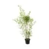 Bambou Moyen Phyllostachys Humilis: Pot De 3 Litres 1 Bambou Moyen Phyllostachys Humilis: Pot De 3 Litres -Terre et Verdure 627599 002