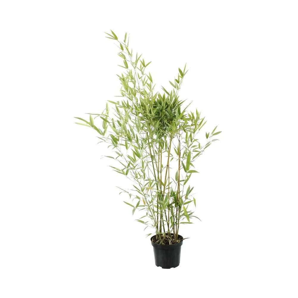 Bambou Moyen Phyllostachys Humilis: Pot De 3 Litres 3 Bambou Moyen Phyllostachys Humilis: Pot De 3 Litres