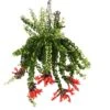 Aeschynanthus Twister - Pot ⌀15cm - L.25cm (hauteur Pot Incluse) 1 Aeschynanthus Twister - Pot ⌀15cm - L.25cm (hauteur Pot Incluse) -Terre et Verdure 628631ff2e0bf5.46227313