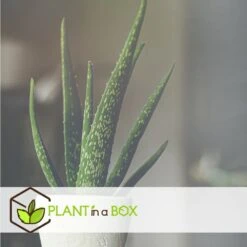 Set De 3 Aloë Vera - Pot ⌀12 Cm - H.20-30 Cm (hauteur Du Pot Incluse) -Terre et Verdure 628632b25d8728.70560661