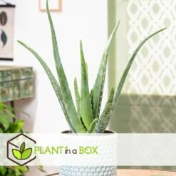 Set De 3 Aloë Vera - Pot ⌀12 Cm - H.20-30 Cm (hauteur Du Pot Incluse) -Terre et Verdure 628632b260a176.98889869