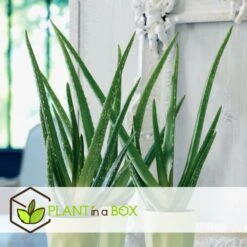 Set De 3 Aloë Vera - Pot ⌀12 Cm - H.20-30 Cm (hauteur Du Pot Incluse) -Terre et Verdure 628632b263b983.03284251