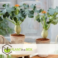 Set De 2 Jatropha Podagrica - Pot ⌀13cm - H.25-45cm (hauteur Pot Incluse) 9 Set De 2 Jatropha Podagrica - Pot ⌀13cm - H.25-45cm (hauteur Pot Incluse) -Terre et Verdure 628632b34fdc44.40632517