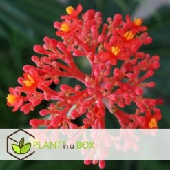 Set De 2 Jatropha Podagrica - Pot ⌀13cm - H.25-45cm (hauteur Pot Incluse) 8 Set De 2 Jatropha Podagrica - Pot ⌀13cm - H.25-45cm (hauteur Pot Incluse) -Terre et Verdure 628632b3539b72.60863965