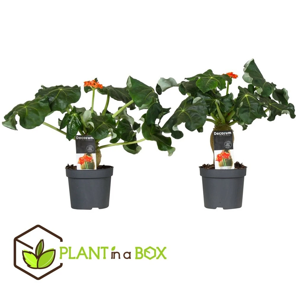 Set De 2 Jatropha Podagrica - Pot ⌀13cm - H.25-45cm (hauteur Pot Incluse) 4 Set De 2 Jatropha Podagrica - Pot ⌀13cm - H.25-45cm (hauteur Pot Incluse) – Image 2