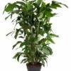 Caryota Mitis - Pot ⌀27 Cm - H. 120-130cm (hauteur Pot Incluse) -Terre et Verdure 628632b49c7b67.67025966