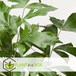 Caryota Mitis - Pot ⌀27 Cm - H. 120-130cm (hauteur Pot Incluse) 9 Caryota Mitis - Pot ⌀27 Cm - H. 120-130cm (hauteur Pot Incluse) -Terre et Verdure 628632b4a09989.02712162