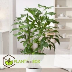 Caryota Mitis - Pot ⌀27 Cm - H. 120-130cm (hauteur Pot Incluse) 8 Caryota Mitis - Pot ⌀27 Cm - H. 120-130cm (hauteur Pot Incluse) -Terre et Verdure 628632b4a3fcf5.10440031