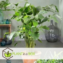 Caryota Mitis - Pot ⌀27 Cm - H. 120-130cm (hauteur Pot Incluse) 7 Caryota Mitis - Pot ⌀27 Cm - H. 120-130cm (hauteur Pot Incluse) -Terre et Verdure 628632b4a83769.39020581