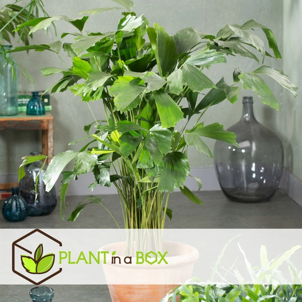 Caryota Mitis - Pot ⌀27 Cm - H. 120-130cm (hauteur Pot Incluse) 4 Caryota Mitis - Pot ⌀27 Cm - H. 120-130cm (hauteur Pot Incluse) – Image 2