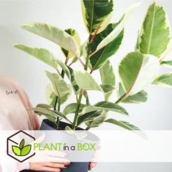 Ficus Elastica Tineke - Pot ⌀24cm - H.80-100cm (hauteur Pot Incluse) -Terre et Verdure 628632b95950e8.89576887