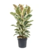 Ficus Elastica Tineke - Pot ⌀24cm - H.80-100cm (hauteur Pot Incluse) -Terre et Verdure 628632b9662aa3.52910493