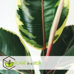 Ficus Elastica Tineke - Pot ⌀24cm - H.80-100cm (hauteur Pot Incluse) -Terre et Verdure 628632b97ecaf8.01834869