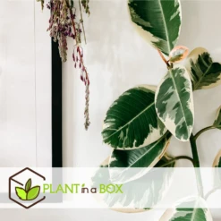 Ficus Elastica Tineke - Pot ⌀24cm - H.80-100cm (hauteur Pot Incluse) -Terre et Verdure 628632b9988080.85837327