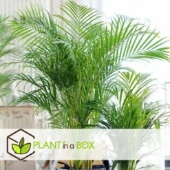 Palmier Areca - Pot ⌀27 Cm - H. 140-150cm (hauteur Pot Incluse) -Terre et Verdure 628632bc568718.21750622