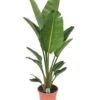 Strelitzia Nicolai - Pot ⌀28 Cm - H. 150-170cm (hauteur Pot Incluse) -Terre et Verdure 6286357f889193.83343922