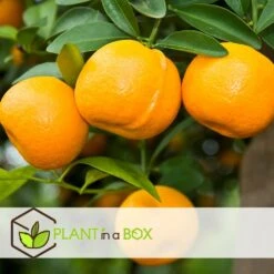 Assorti De 6 Citrus - Pot ⌀9 Cm - H.25-40cm (hauteur Pot Incluse) -Terre et Verdure 62868e16a2c885.98770529