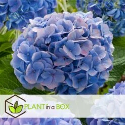 Set De 3 Hortensia Bleu - Pot ⌀9cm - H.25-40cm (hauteur Pot Incluse) 9 Set De 3 Hortensia Bleu - Pot ⌀9cm - H.25-40cm (hauteur Pot Incluse) -Terre et Verdure 628bcc610cf8c4.99397614