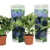 Set De 3 Hortensia Bleu - Pot ⌀9cm - H.25-40cm (hauteur Pot Incluse) -Terre et Verdure 628bcc61153864.79038718