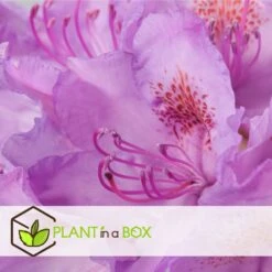 Assorti De 3 Rhododendron - Pot ⌀9cm - H.25-40cm (hauteur Pot Incluse) -Terre et Verdure 628bcc62089c45.24594978