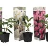 Assorti De 3 Rhododendron - Pot ⌀9cm - H.25-40cm (hauteur Pot Incluse) -Terre et Verdure 628bcc620f9a99.02415280