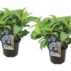 Set De 2 Hortensias Summerglow - Pot ⌀19cm - H.25-40cm (hauteur Pot Incluse) 2 Set De 2 Hortensias Summerglow - Pot ⌀19cm - H.25-40cm (hauteur Pot Incluse) -Terre et Verdure 628bcc64cf70c7.15979495