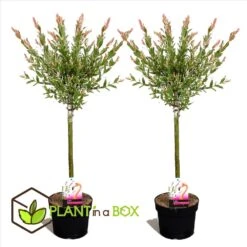 Set De 2 Salix Flamingo - Pot ⌀17cm - H.60-80cm (hauteur Pot Incluse) -Terre et Verdure 628bcd268cf506.37066184