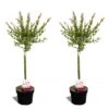 Set De 2 Salix Flamingo - Pot ⌀17cm - H.60-80cm (hauteur Pot Incluse) -Terre et Verdure 628bcd26901da6.07656728
