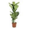 Ficus Lyrata - Pot ⌀21cm - H.90-110cm (hauteur Pot Incluse) -Terre et Verdure 628bcf28143460.13674956