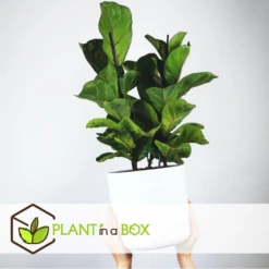 Ficus Lyrata - Pot ⌀21cm - H.90-110cm (hauteur Pot Incluse) -Terre et Verdure 628bcf282ed869.06342210