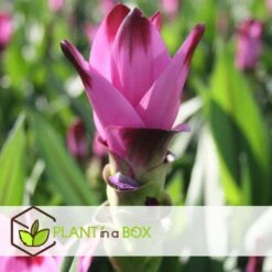 Curcuma - Pot ⌀19cm - H.80-100cm (hauteur Pot Incluse) -Terre et Verdure 628bcf3a10c717.51416827