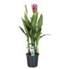 Curcuma - Pot ⌀19cm - H.80-100cm (hauteur Pot Incluse) 2 Curcuma - Pot ⌀19cm - H.80-100cm (hauteur Pot Incluse) -Terre et Verdure 628bcf3a142440.27720728