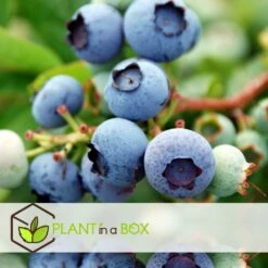 Set De 3 Myrtilliers - Pot ⌀9cm - H.25-40cm (hauteur Pot Incluse) -Terre et Verdure 628bd093053507.16533773