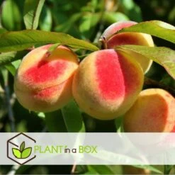 Arbre Fuitier - Pêcher - Pot ⌀15cm - H.60-70cm (hauteur Pot Incluse) -Terre et Verdure 628c216e0017c8.97624303