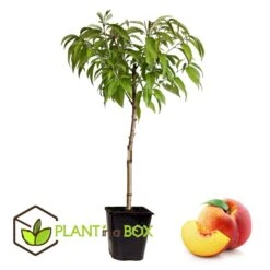 Arbre Fuitier - Pêcher - Pot ⌀15cm - H.60-70cm (hauteur Pot Incluse) -Terre et Verdure 628c216e08c332.20720207