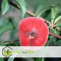 Pêcher De Vigne - Pot ⌀15cm - H.60-70cm (hauteur Pot Incluse) 9 Pêcher De Vigne - Pot ⌀15cm - H.60-70cm (hauteur Pot Incluse) -Terre et Verdure 628c216ed2ae19.01599514