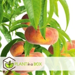 Pêcher De Vigne - Pot ⌀15cm - H.60-70cm (hauteur Pot Incluse) 8 Pêcher De Vigne - Pot ⌀15cm - H.60-70cm (hauteur Pot Incluse) -Terre et Verdure 628c216ed6d8f1.92904052